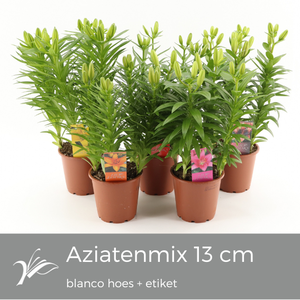 Lilium Tiny mix blanco hoes+etiket (az. lelie)