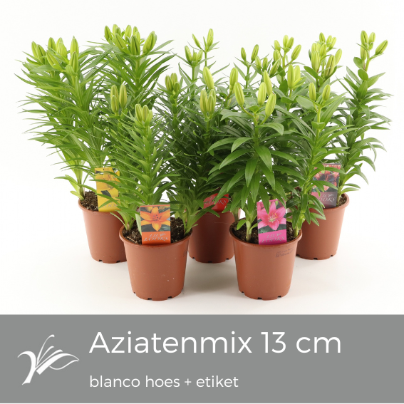 <h4>Lilium Tiny mix blanco hoes+etiket (az. lelie)</h4>