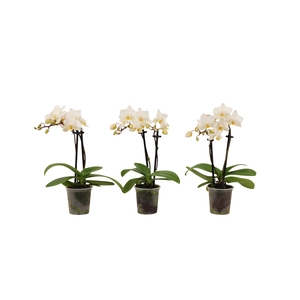 Phal Tiny Dolls Wit 2T12+ zonder Aqu@