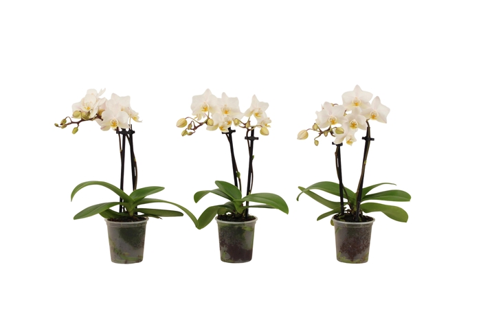 <h4>Phal Tiny Dolls Wit 2T12+ zonder Aqu@</h4>
