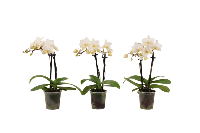 <h4>Phal Tiny Dolls Wit 2T12+ zonder Aqu@</h4>