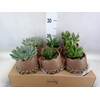 Arr.  Succulents L%