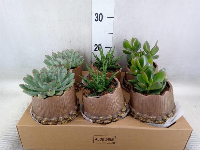 Arr.  Succulents L%