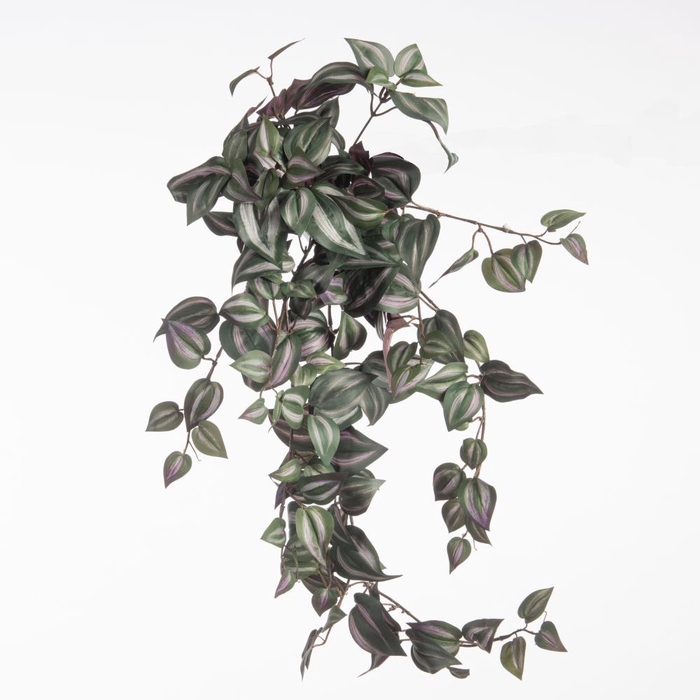 <h4>Af Hangpl Tradescantia Zebrina</h4>