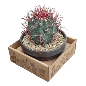 Ferocactus Gracilis Keramiek Terracotta