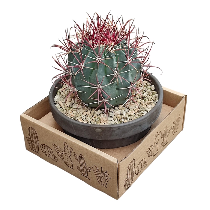 <h4>Ferocactus Gracilis Keramiek Terracotta</h4>