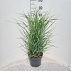 Panicum virgatum