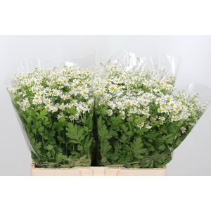 Tanacetum Pa Single Vegmo