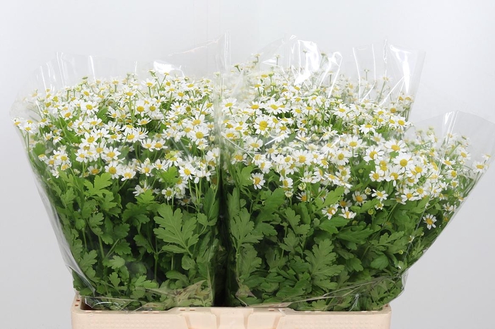 <h4>Tanacetum Pa Single Vegmo</h4>