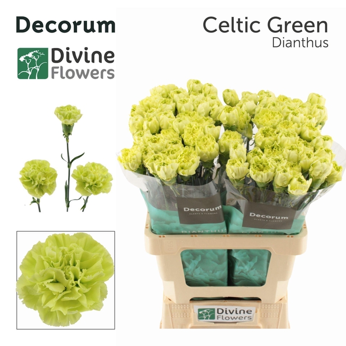 <h4>Dianthus ST 'Celtic Green'</h4>