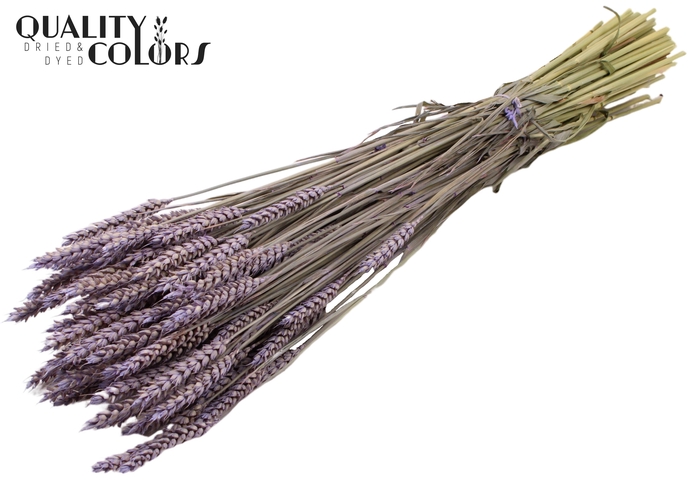 <h4>Triticum per bunch Frosted Milka</h4>