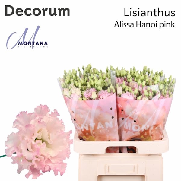 <h4>Eust Alissa Pink Hanoi</h4>