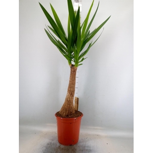 Yucca elephantipes   ...