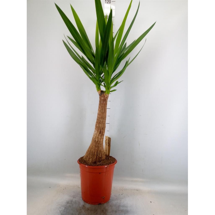 <h4>Yucca elephantipes   ...</h4>