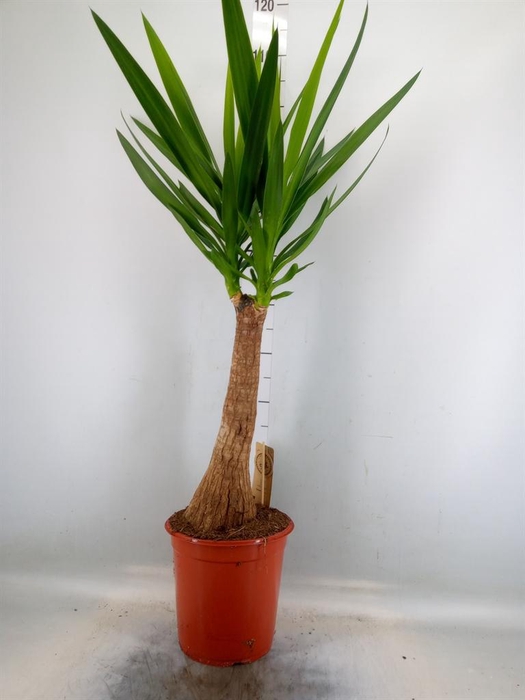 <h4>Yucca elephantipes   ...</h4>