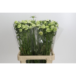 Scabiosa atropurpurea Focal Scoop White