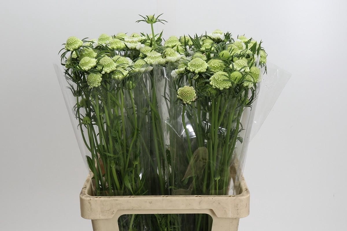<h4>Scabiosa Scoop White</h4>