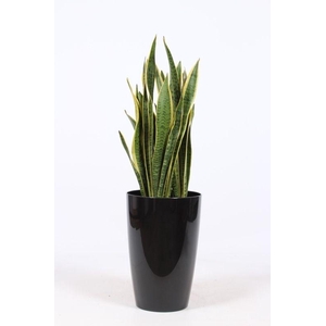 Sansevieria laurentii in Santorini 