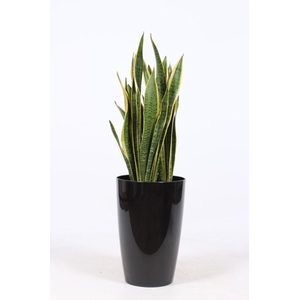 Sansevieria laurentii in Santorini 