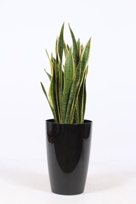 <h4>Sansevieria laurentii in Santorini "antraciet"</h4>