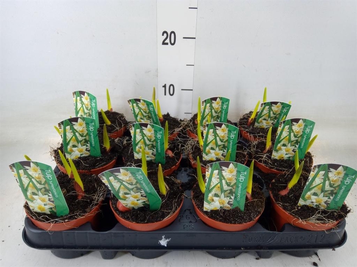 <h4>Tulipa   ...</h4>