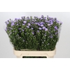Aster 'Cassandra'