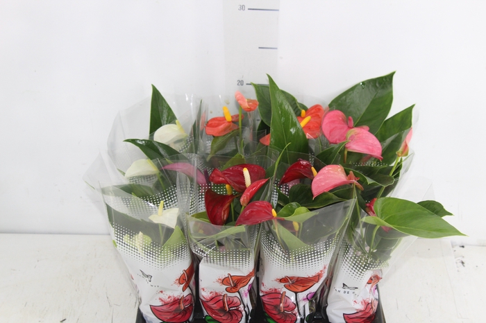 <h4>ANTHURIUM VARIADO P06</h4>