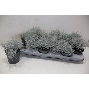 Leucoph Brownii