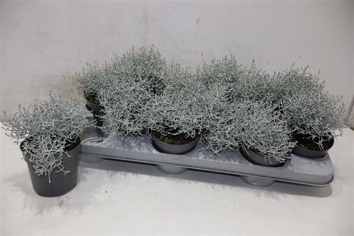 <h4>Leucoph Brownii</h4>