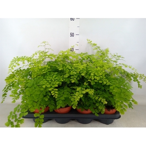 Adiantum raddi. 'Fragrans'