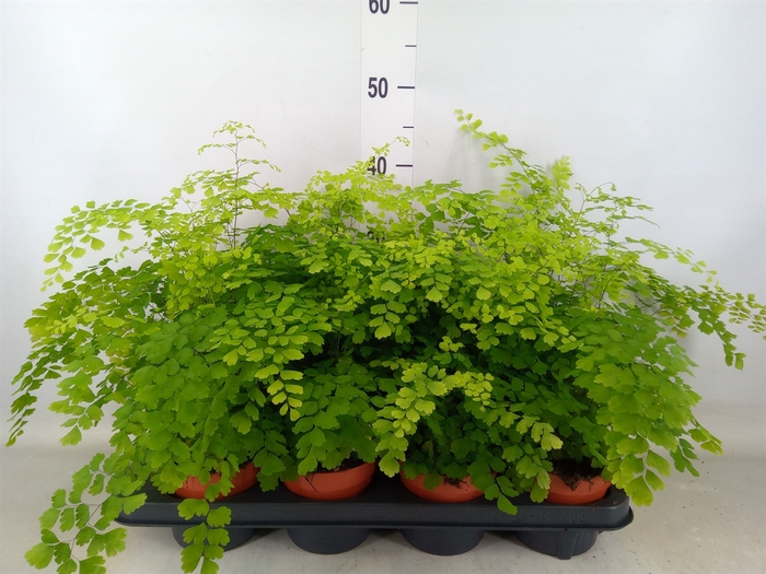 <h4>Adiantum raddi. 'Fragrans'</h4>
