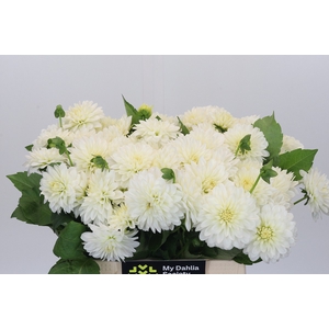 Dahlia White Cap