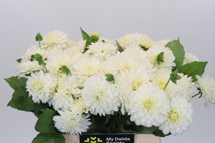 <h4>Dahlia White Cap</h4>