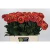 Dahlia Orange Fox