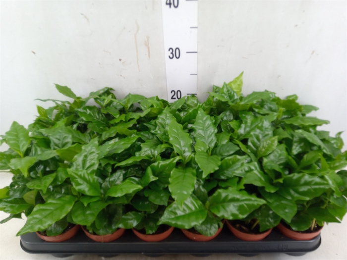 <h4>Coffea arabica</h4>
