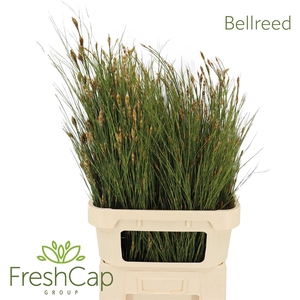 Bellreed