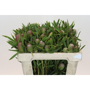 Kaaps Groen Sabulosum