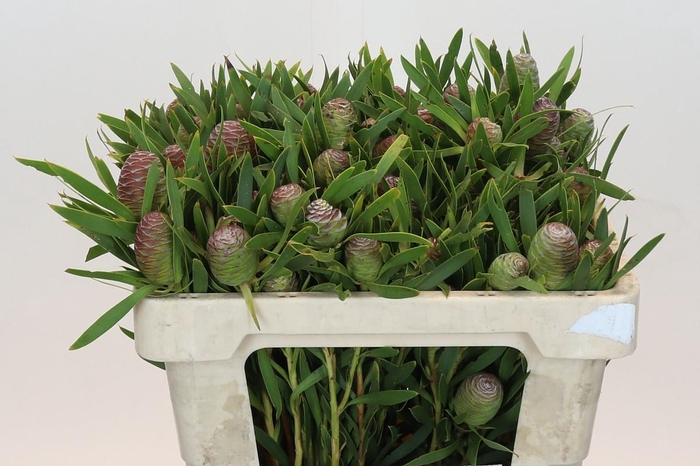 <h4>Kaaps Groen Sabulosum</h4>