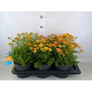 Achillea millef.