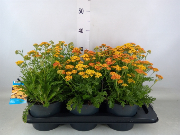 <h4>Achillea millef.</h4>