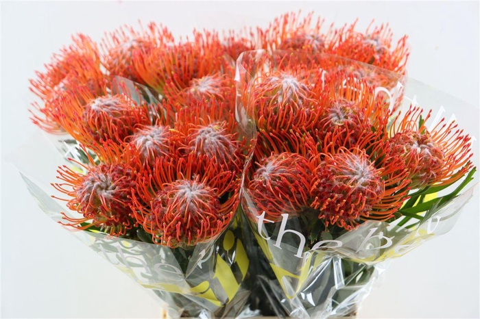 <h4>Leuco Co Tango</h4>