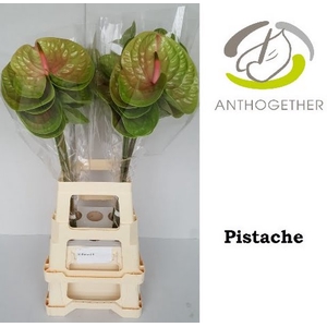 Anth A Pistache 15 cm X5 XXL Oosterzon