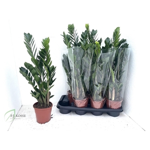 ZAMIO ZAMIIFOLIA