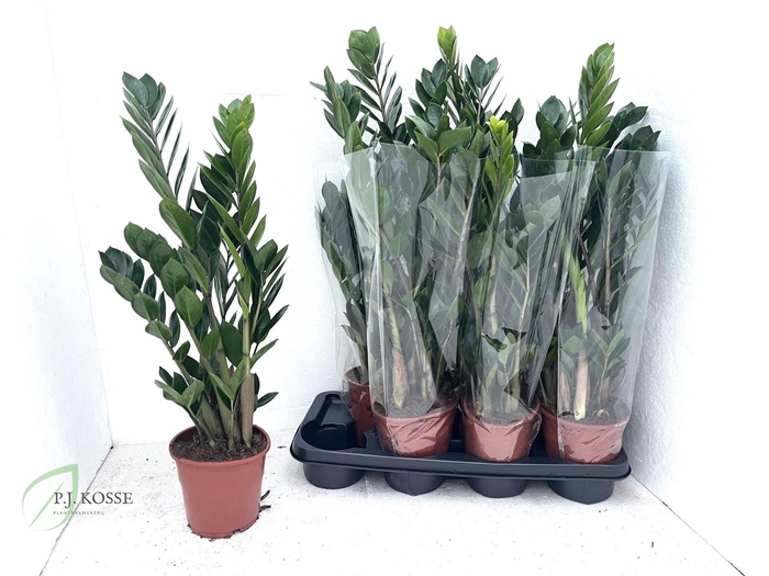 <h4>ZAMIO ZAMIIFOLIA</h4>