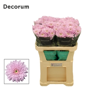 CHRYSANTHEMUM PL 'PETRUSHKA'