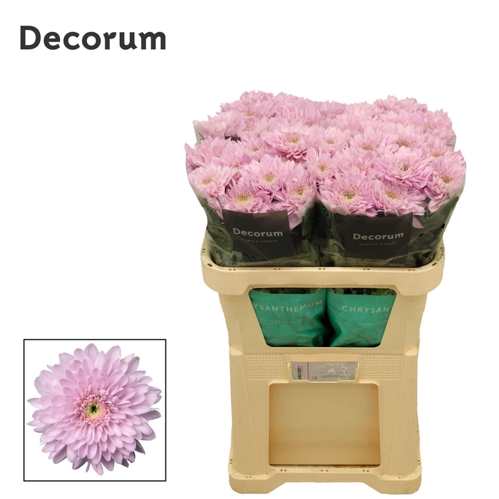 <h4>CHRYSANTHEMUM PL 'PETRUSHKA'</h4>