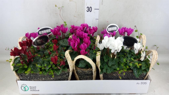 <h4>Arr.  Cyclamen L%</h4>