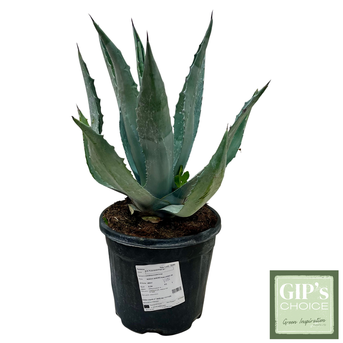 <h4>Agave americana P30</h4>