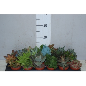 Succulenten Gemengd