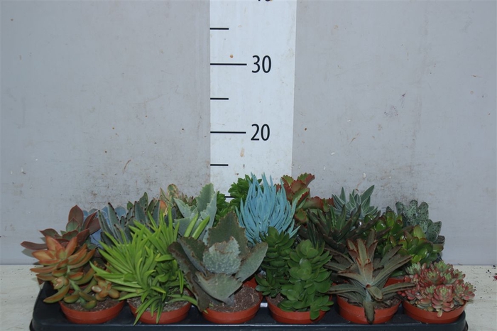 <h4>Succulenten Gemengd</h4>